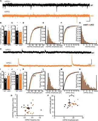 Deletion of ErbB4 Disrupts Synaptic Transmission and Long-Term Potentiation of Thalamic Input to Amygdalar Medial Paracapsular Intercalated Cells